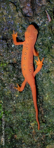 Fototapeta Eastern Newt in it's ref eft phase