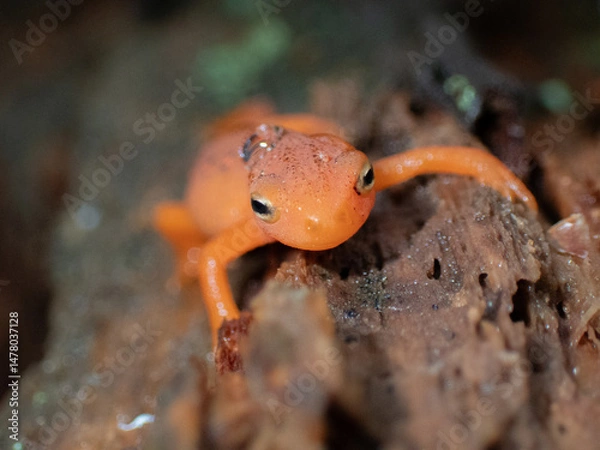 Obraz Eastern Newt in it's ref eft phase