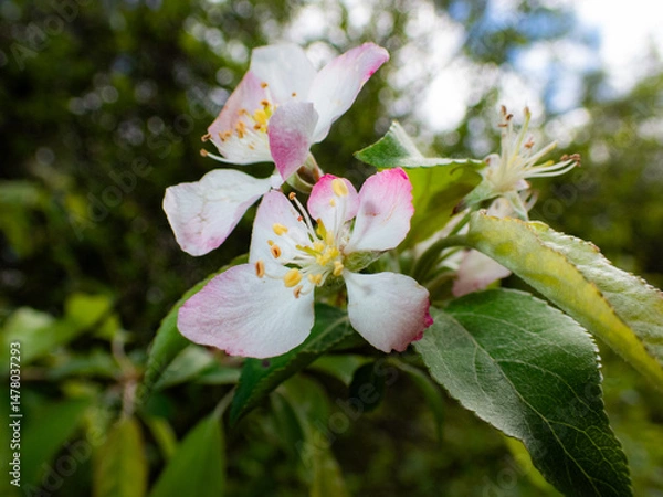 Fototapeta Apple Blossom in Spring