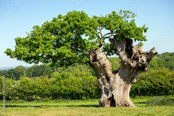 Fototapeta Ancient tree against a forrest backdrop with new green growth and leaves