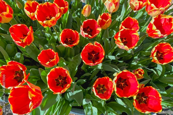 Obraz Looking downward on an array of bright orange and yellow tulips in a garden