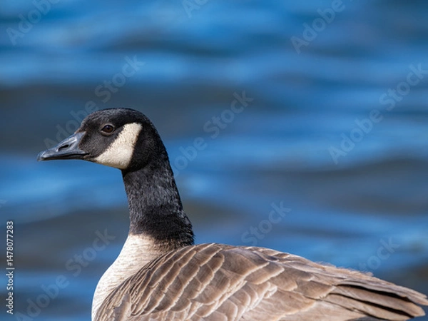 Obraz The stately profile of a Canada Goose standing on the shore of the lake at Lake Sammamish State Park, Washington, USA