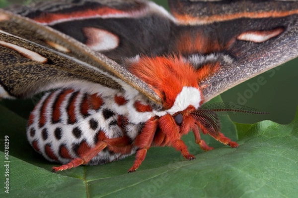 Obraz Cecropia close-up