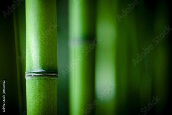 Obraz Bambou zen
