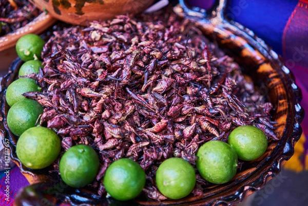 Obraz Eatable grasshoppers with lime, chapulin mexican food