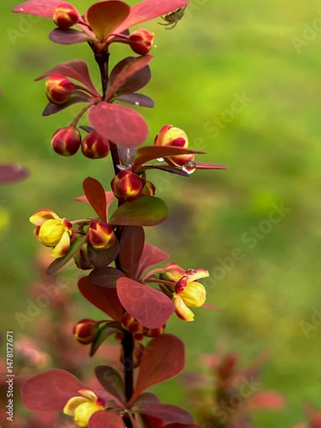 Obraz Red barberry (Berberis) branch with flower in spring, close-up