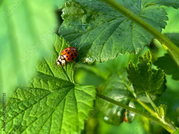 Obraz Ladybug on a green blackcurrant leaf after rain in spring.