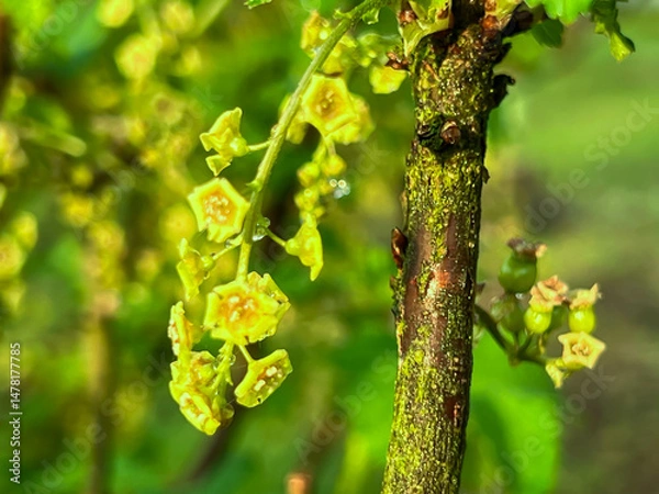 Obraz Redcurrant branch with flowers and fresh leaves after spring rain.