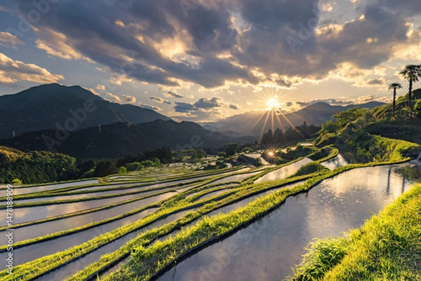 Obraz 丸山千枚田の夕景