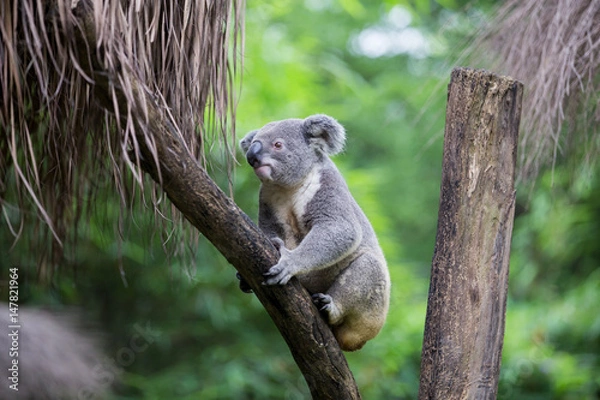 Obraz Koala na drzewie