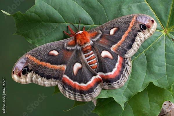Obraz Cecropia on leaf