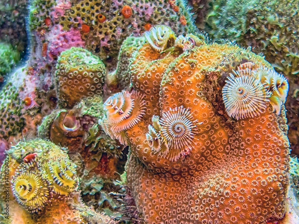 Fototapeta Spirobranchus giganteus, Christmas tree worms