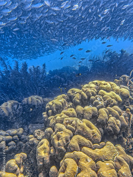 Fototapeta Baitball off the coast of the Cariibean island of Bonaire