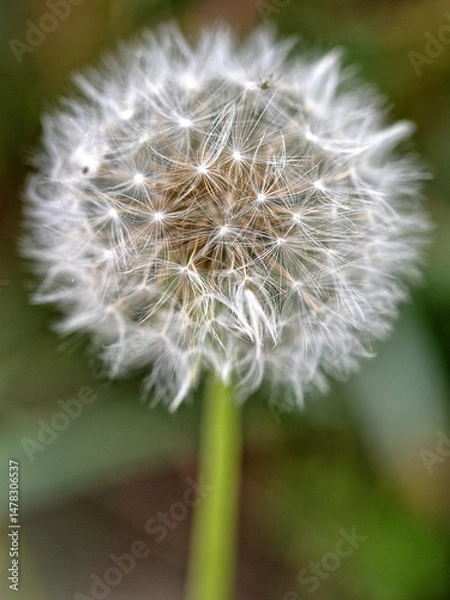Fototapeta Asteraceae, which consists of species commonly known as dandelions seedhead