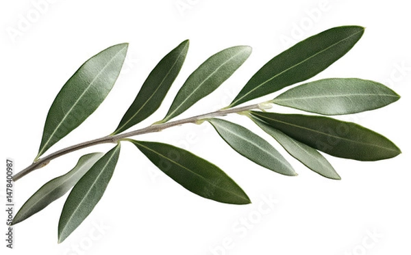 Fototapeta A Single Olive Branch With Green Leaves Isolated On A Transparent Background The Branch Is In Focus And The Leaves Are Slightly Blurred
