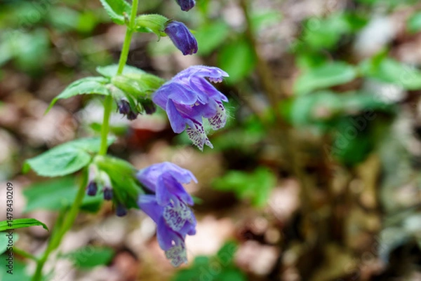 Fototapeta Meehania in Bloom on the Forest Floor