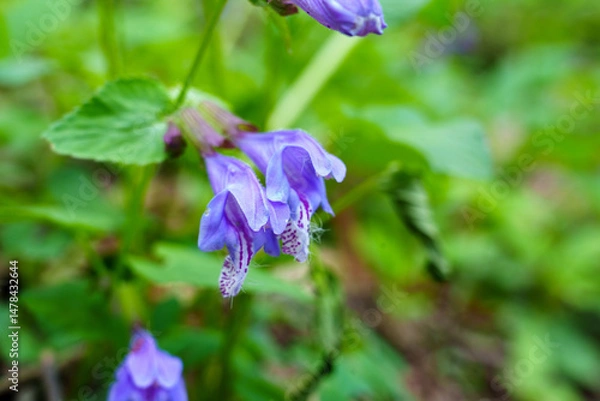 Fototapeta Meehania in Bloom on the Forest Floor