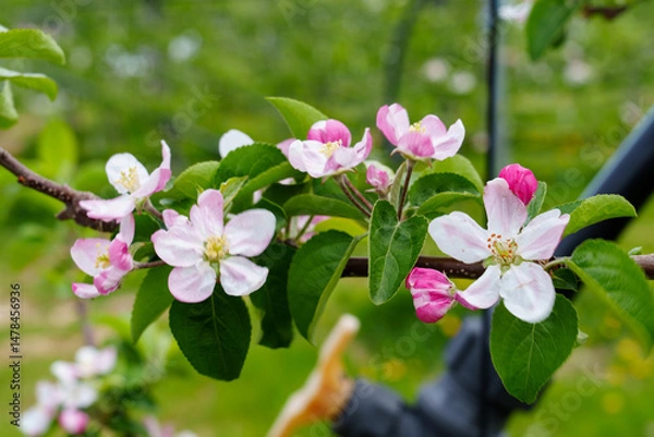 Obraz Apple Blossoms in Spring