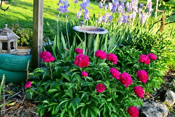 Fototapeta Peony Flowers and Iris Blooms in a Garden