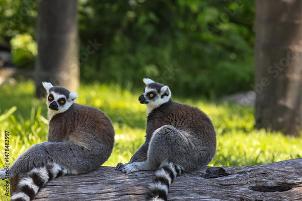 Fototapeta ring tailed lemur