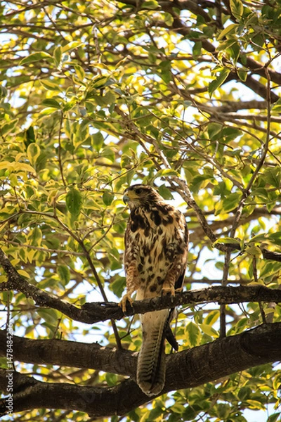 Fototapeta mixed hawk