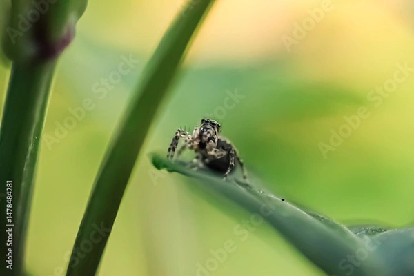 Fototapeta spider on a leaf