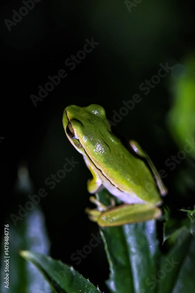 Fototapeta green bramble frog