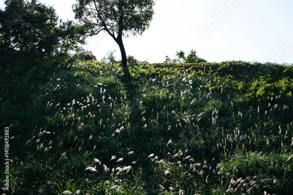 Fototapeta ススキと木