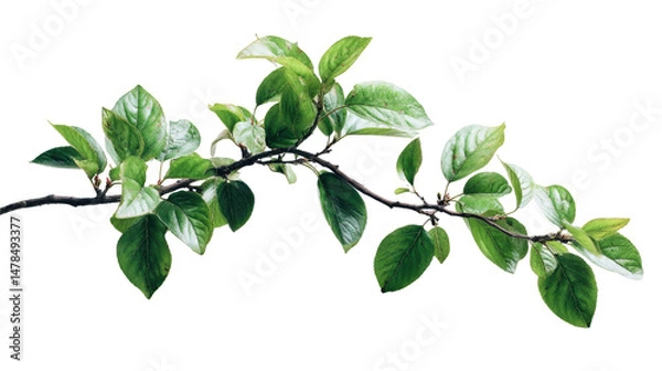 Fototapeta Tree Branch with Green Leaves Isolated on Transparent Background

