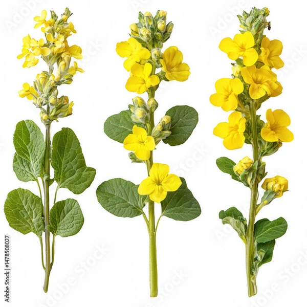 Fototapeta Three Variants of Yellow Flowering Plant with Leafy Stems on a Transparent Background