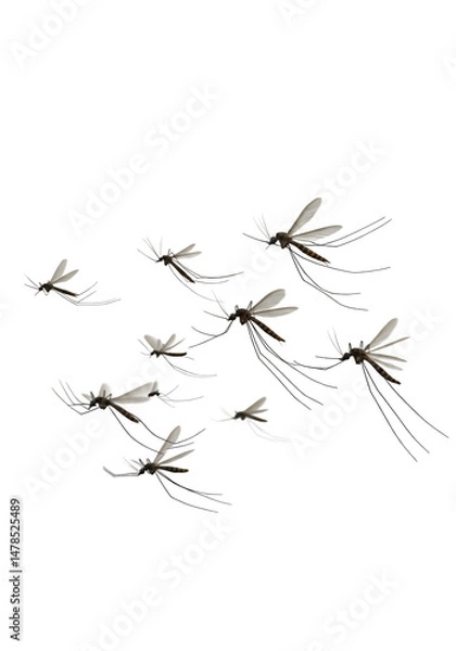 Obraz A swarm of mosquitos in flight