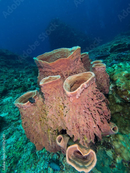Fototapeta barrel sponge