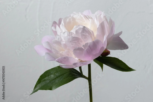 Fototapeta シャクヤク　芍薬　花　スタジオ　グレー