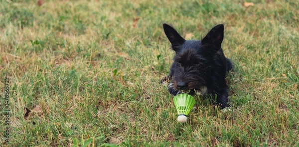 Fototapeta Pet playing with Neon yellow badminton shuttlecock on green grass outdoors. Pet love concept Copy space soft selective focus on shuttlecocks. Alternative fitness recreational sport