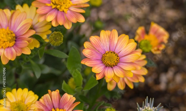 Fototapeta bellis perennis flowers with color variations on the petals