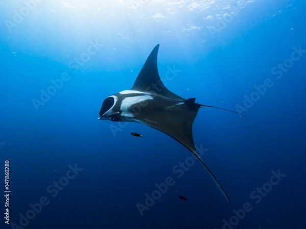 Fototapeta Manta ray