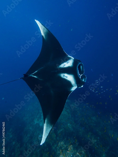 Fototapeta Manta ray