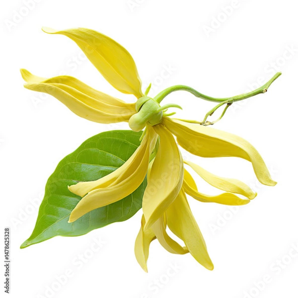 Obraz Elegant ylang-ylang flower in full bloom, showing off its delicate petals and fresh green leaves