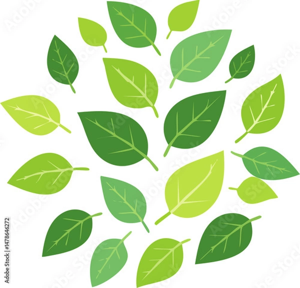 Obraz Green tropical leaves. Palm tree foliage, monstera and dieffenbachia. Realistic 2D vector set of exotic jungle plants, botanical elements