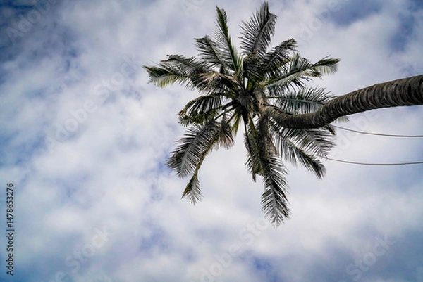 Obraz under view the coconut with dramatic tone