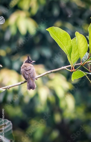 Obraz the bird in the nature with dramatic tone