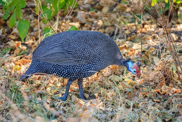 Obraz Helmeted guineafowl