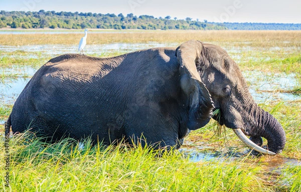 Obraz Elephant in the river