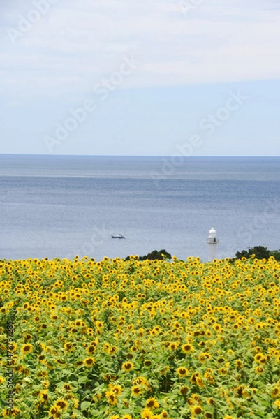 Obraz 鹿児島県長島町のひまわりと灯台
