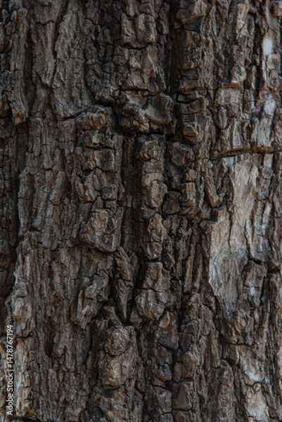 Obraz Corteza de árbol