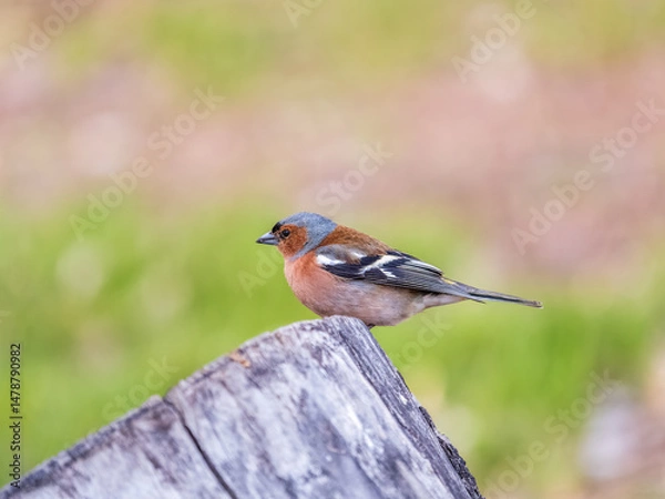 Fototapeta Common chaffinch, Fringilla coelebs, sits on a tree. Common chaffinch in wildlife.