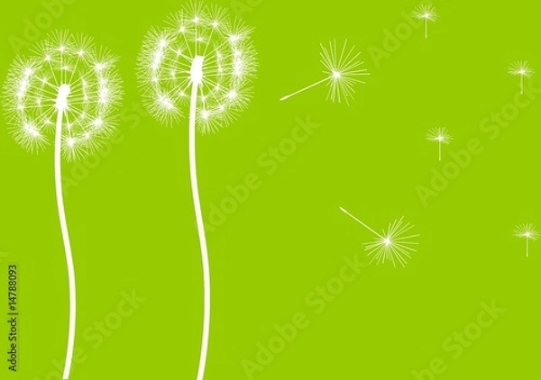 Obraz Two dandelions with flying seeds