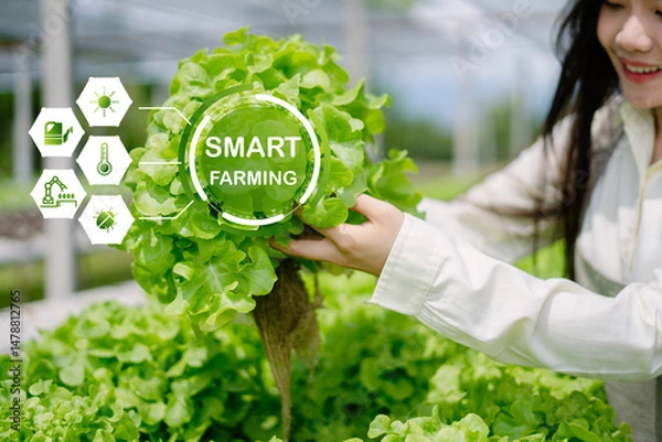 Obraz Smart Farming Technology in Action with Fresh Green Lettuce