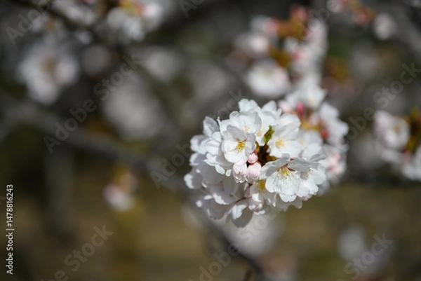 Obraz 神奈川の桜