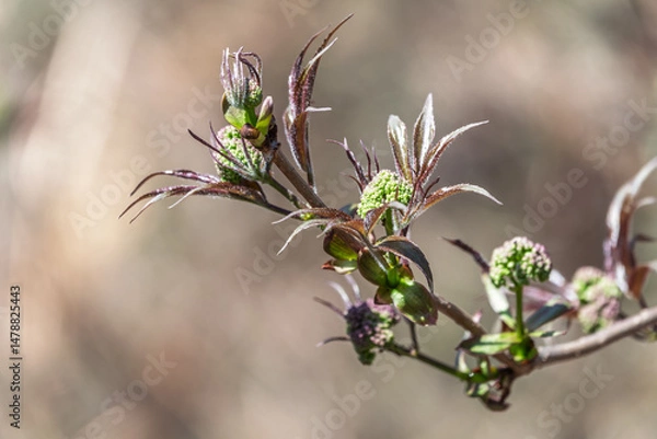Fototapeta Small buds of sambucus racemosa in early spring time.